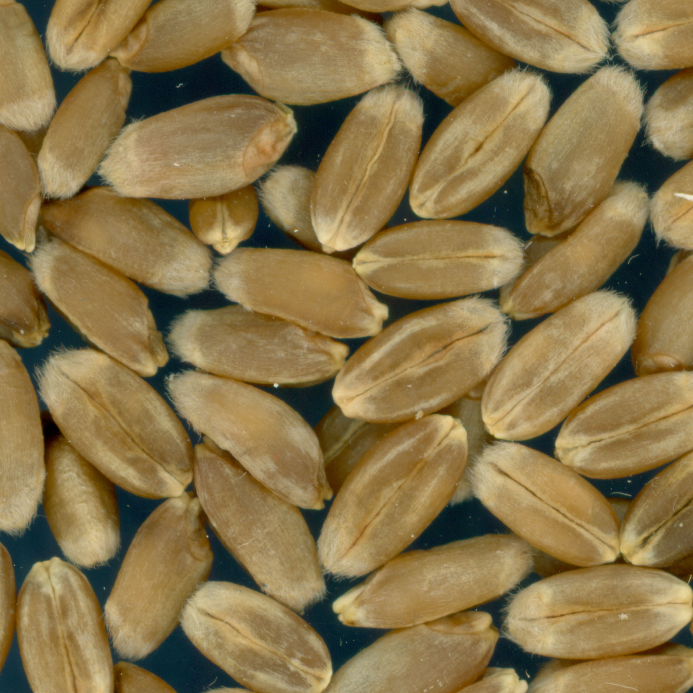 KERNELS
